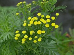 Tanacetum vulgare