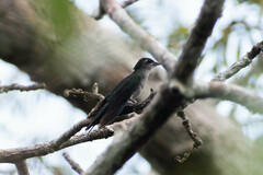 Campylopterus largipennis