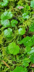 Hydrocotyle microphylla