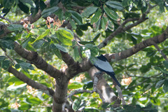 Gymnoderus foetidus