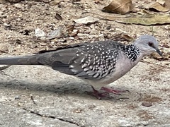 Streptopelia chinensis