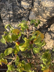 Amphipterygium adstringens