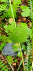 Hydrocotyle microphylla