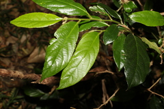 Alangium polyosmoides tomentosum