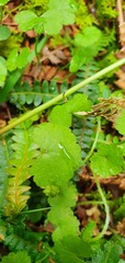 Hydrocotyle microphylla