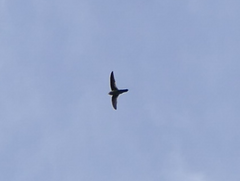 Aerodramus terraereginae