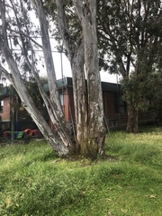 Eucalypteae