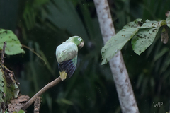 Amazona farinosa