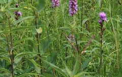 Liatris ligulistylis