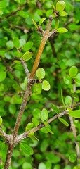 Coprosma wallii