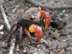 Neosarmatium australiense