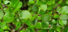 Coprosma wallii