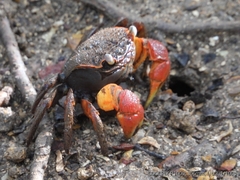 Neosarmatium australiense