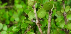 Coprosma wallii