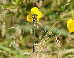 Austrogomphus ochraceus