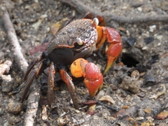 Neosarmatium australiense