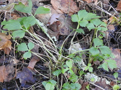 Ranunculus hispidus