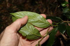 Alangium polyosmoides tomentosum