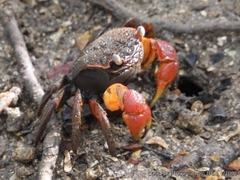 Neosarmatium australiense