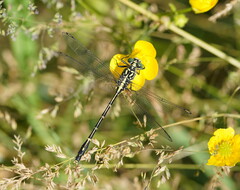 Austrogomphus ochraceus