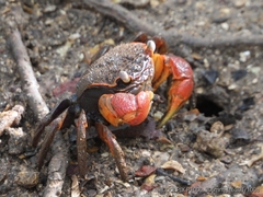 Neosarmatium australiense
