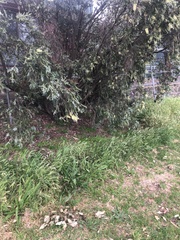 Melaleuca paludicola
