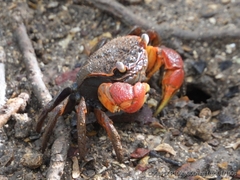 Neosarmatium australiense