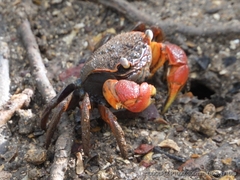 Neosarmatium australiense