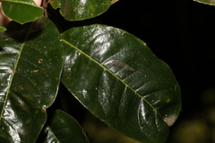 Mischocarpus australis