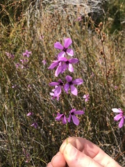 Tetratheca juncea
