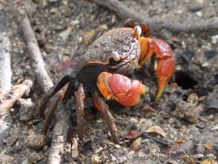 Neosarmatium australiense