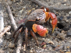 Neosarmatium australiense
