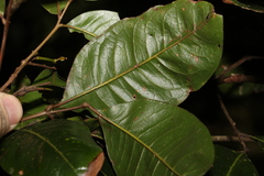 Mischocarpus australis