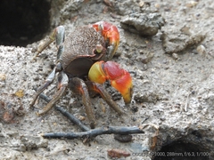 Neosarmatium australiense