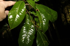 Mischocarpus australis