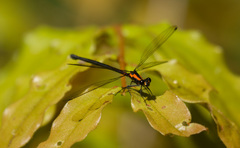 Austroargiolestes chrysoides