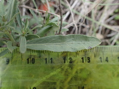 Pombalia verticillata