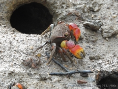 Neosarmatium australiense