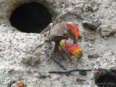 Neosarmatium australiense