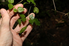 Jasminum singuliflorum