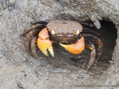 Neosarmatium australiense