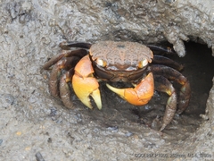 Neosarmatium australiense