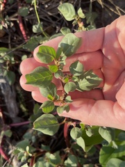 Trianthema portulacastrum