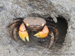 Neosarmatium australiense