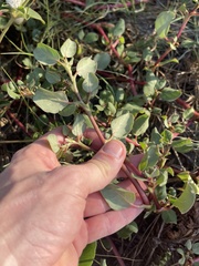 Trianthema portulacastrum