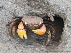 Neosarmatium australiense