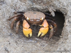 Neosarmatium australiense