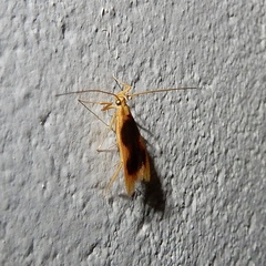 Lecithoceridae