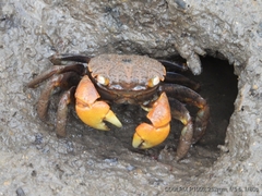 Neosarmatium australiense