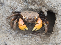 Neosarmatium australiense